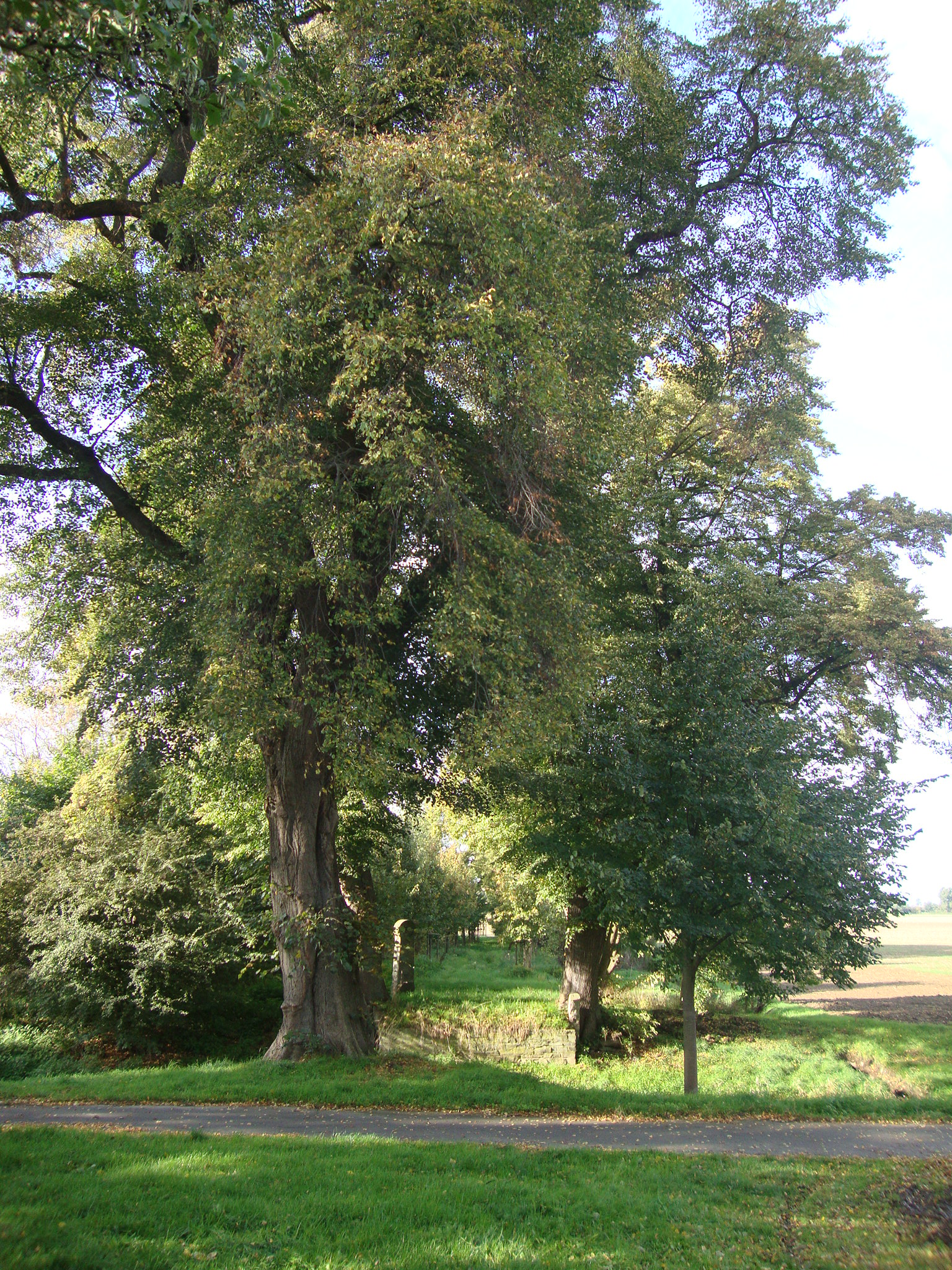 Ltzermiel